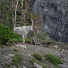 Mountain Goat in the Rockies