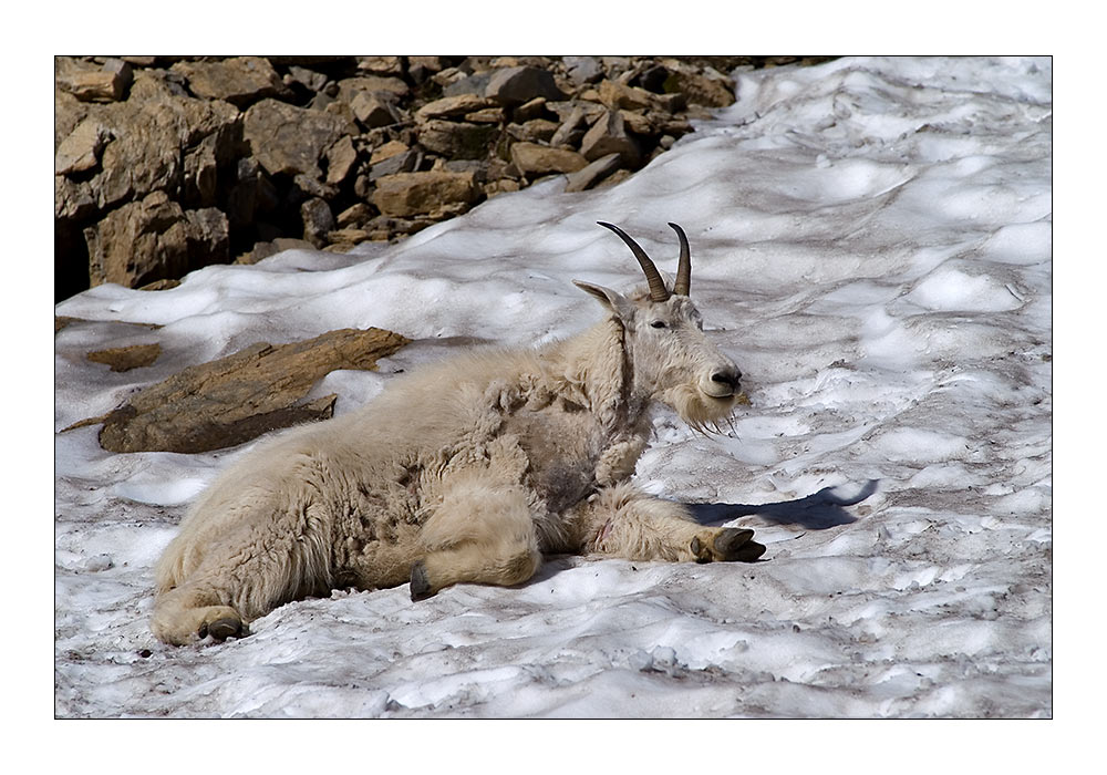 Mountain Goat - Oreamnos americanus