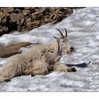 Mountain Goat - Oreamnos americanus