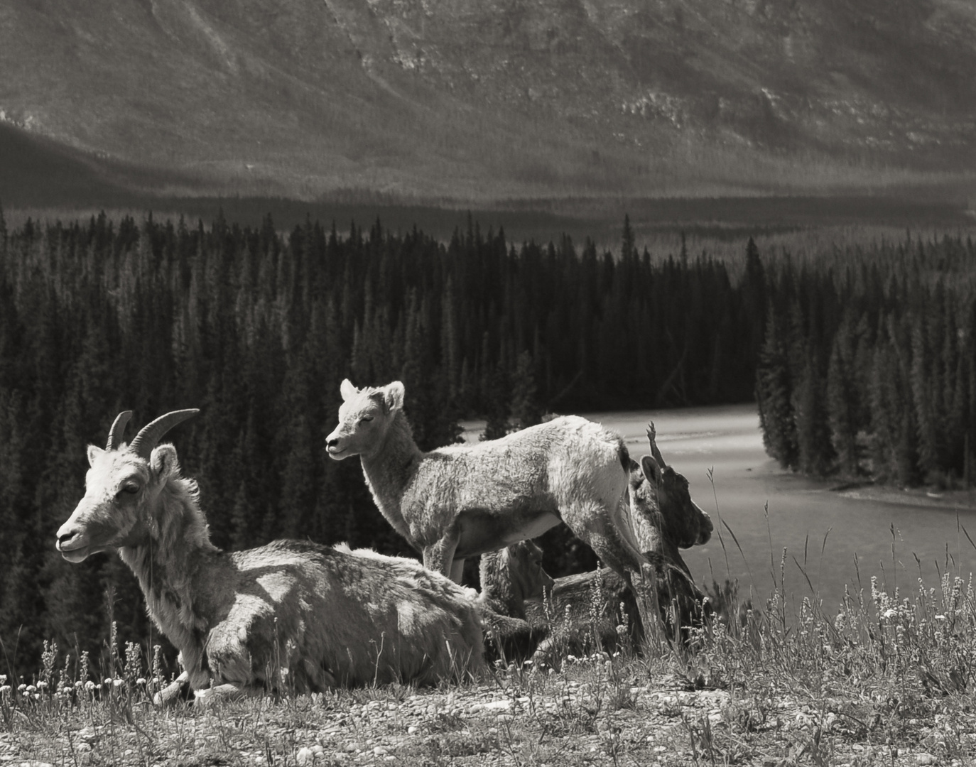 Mountain Goats