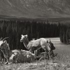 Mountain Goats