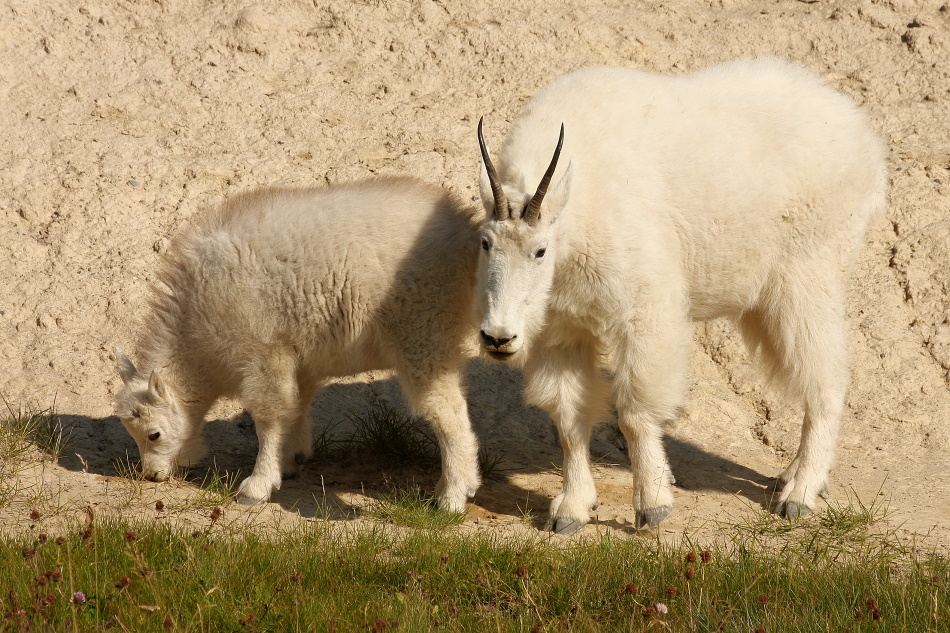 Mountain Goats