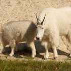 Mountain Goats