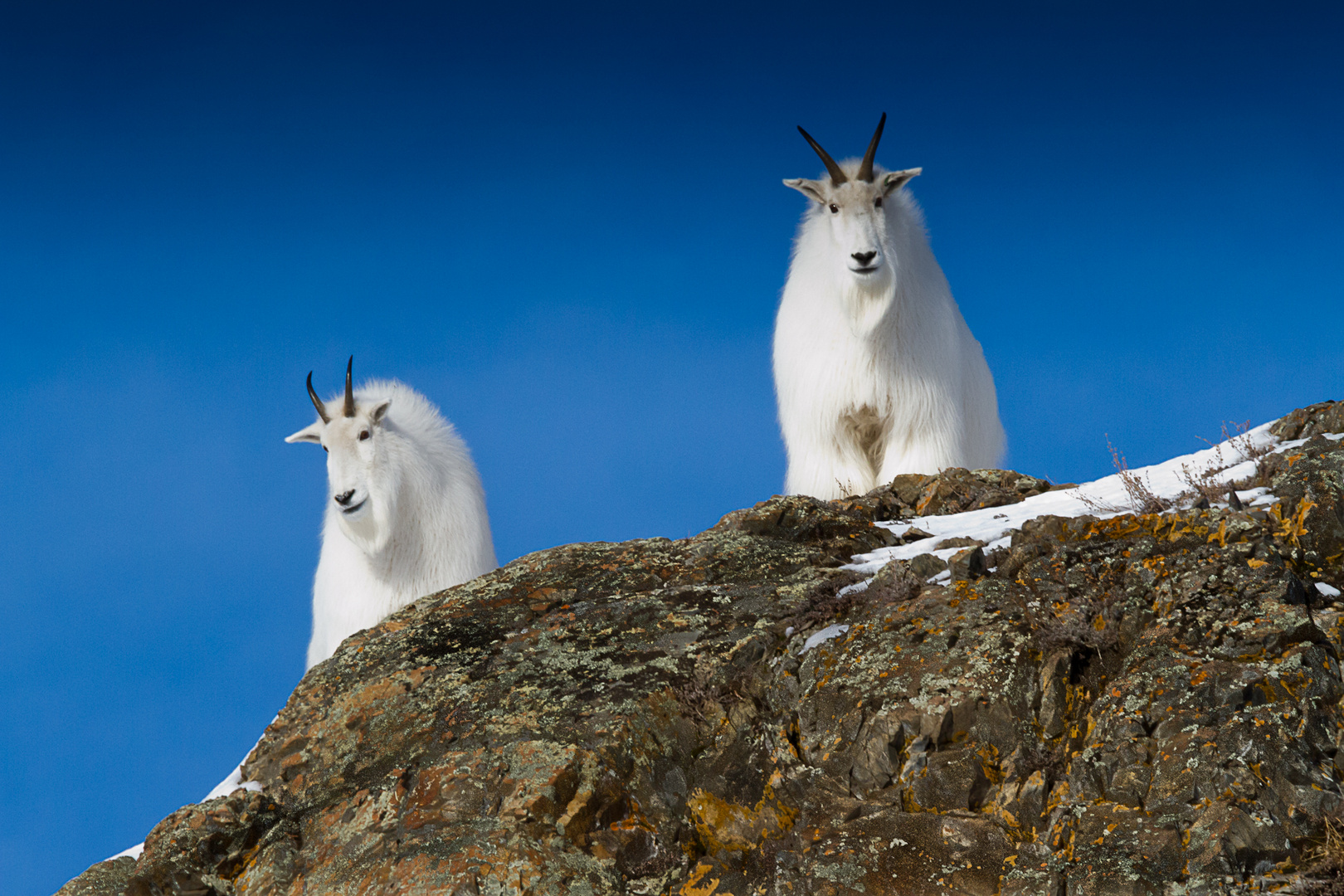 Mountain Goats