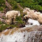 Mountain Goats