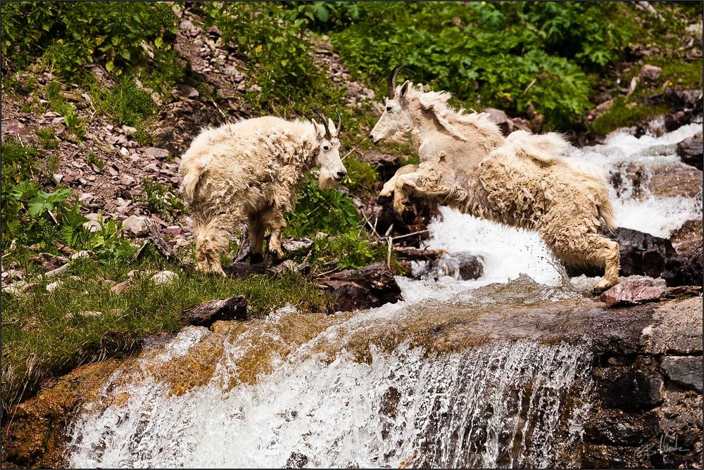 Mountain Goats