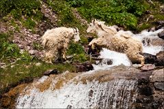 Mountain Goats