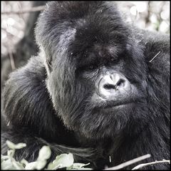 [ Mountain Gorilla ]