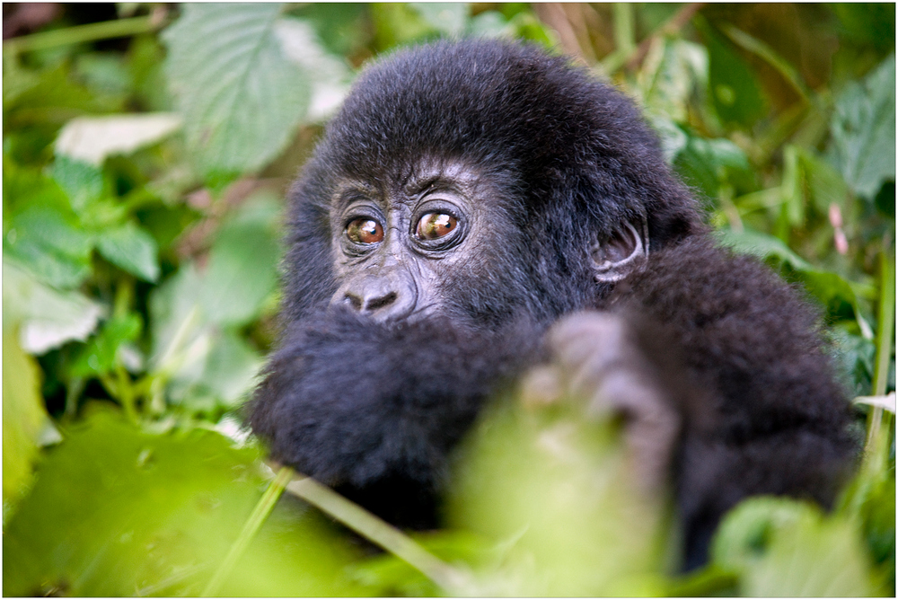 [ Mountain Gorilla Cub ]