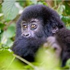 [ Mountain Gorilla Cub ]