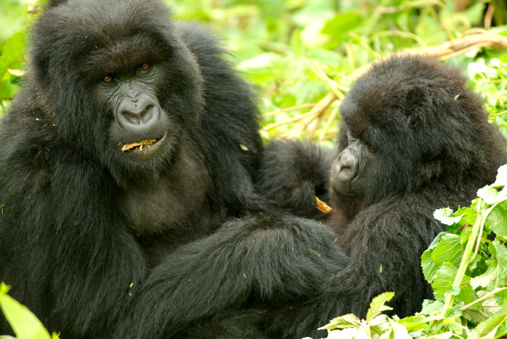 Mountain Gorilla