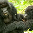 Mountain Gorilla