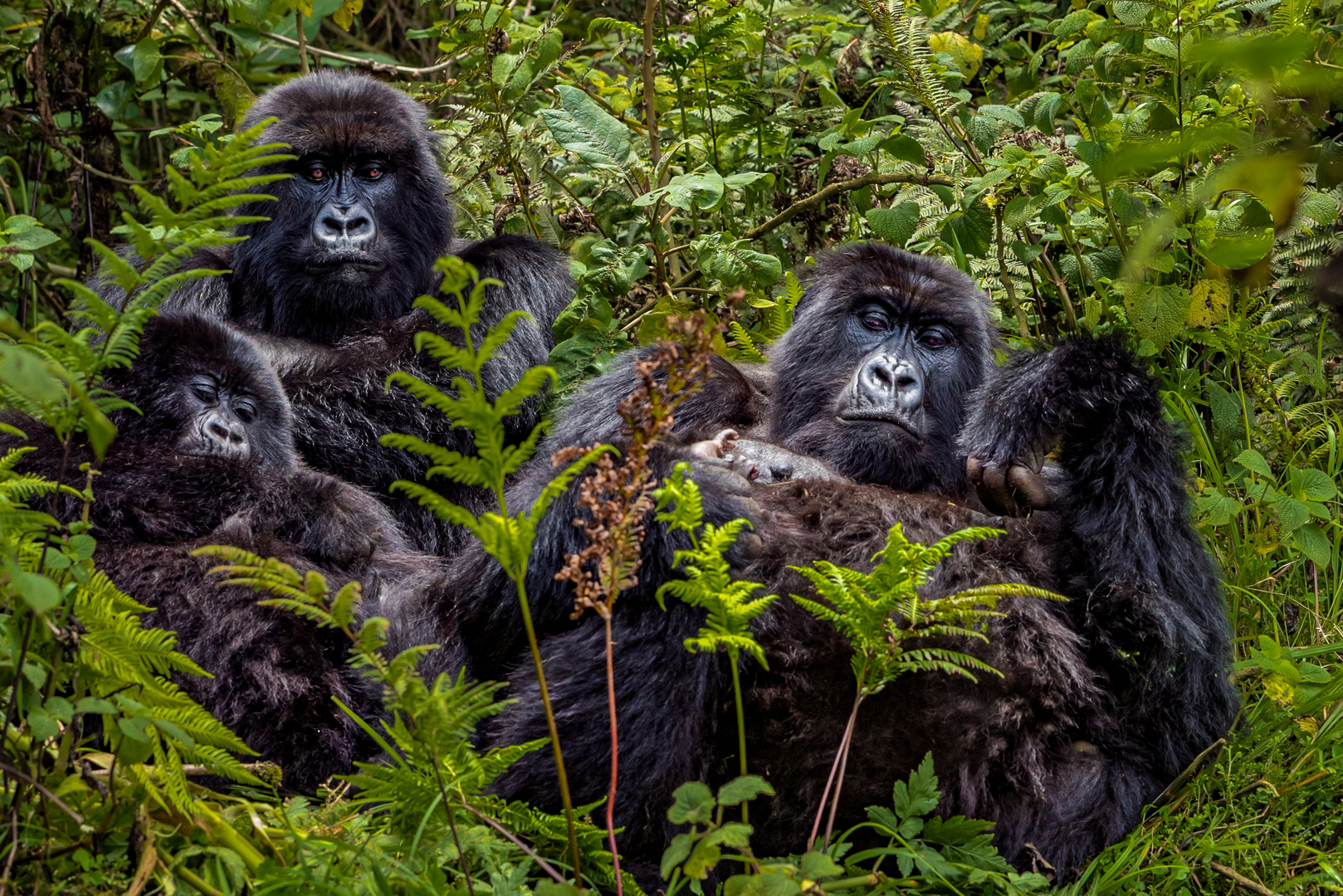Mountain Gorilla Familie