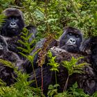 Mountain Gorilla Familie