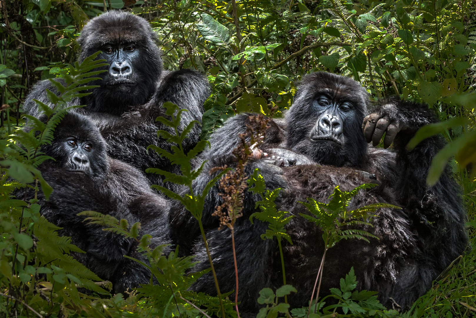 Mountain Gorilla Family