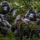 Mountain Gorilla Family