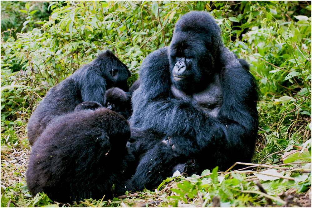 [ Mountain Gorilla Family ]