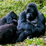 [ Mountain Gorilla Family ]
