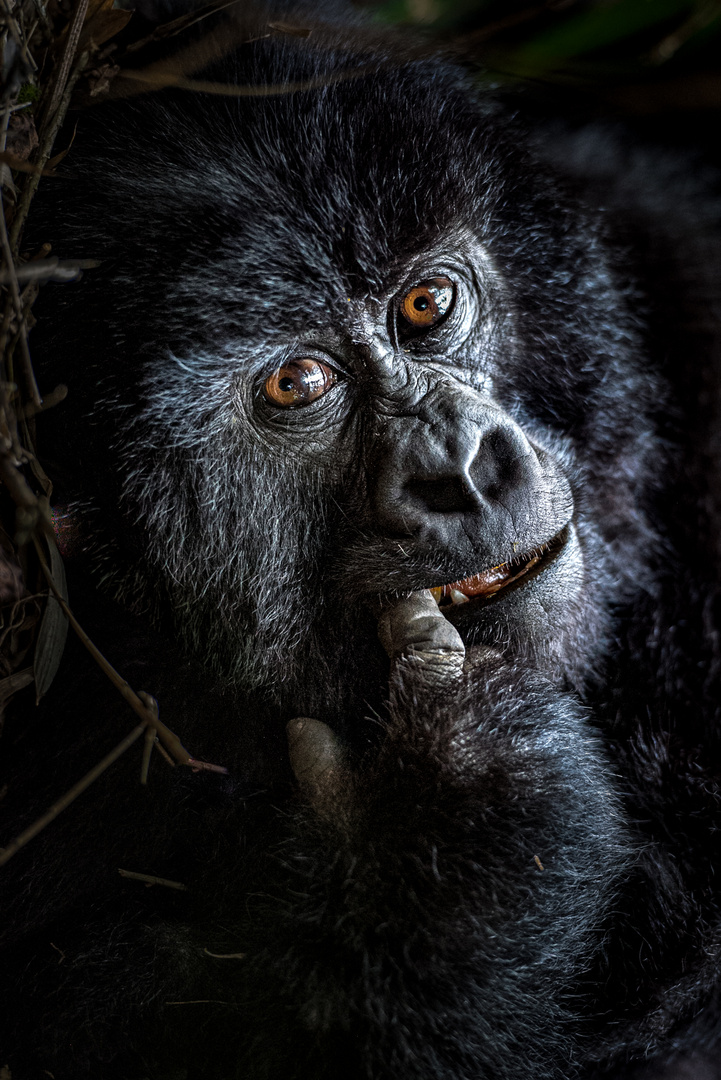 Mountain Gorilla Portrait