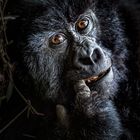 Mountain Gorilla Portrait