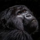 Mountain Gorilla Portrait