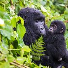 [ Mountain Gorillas ]