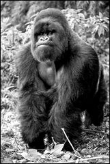 [ Mountain Gorillas of Rwanda ]