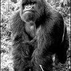 [ Mountain Gorillas of Rwanda ]