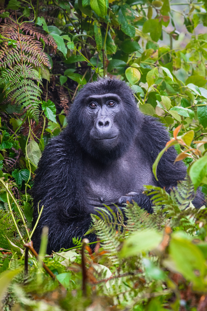 [ Mountain Gorillas of Uganda ] 