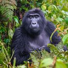 [ Mountain Gorillas of Uganda ] 