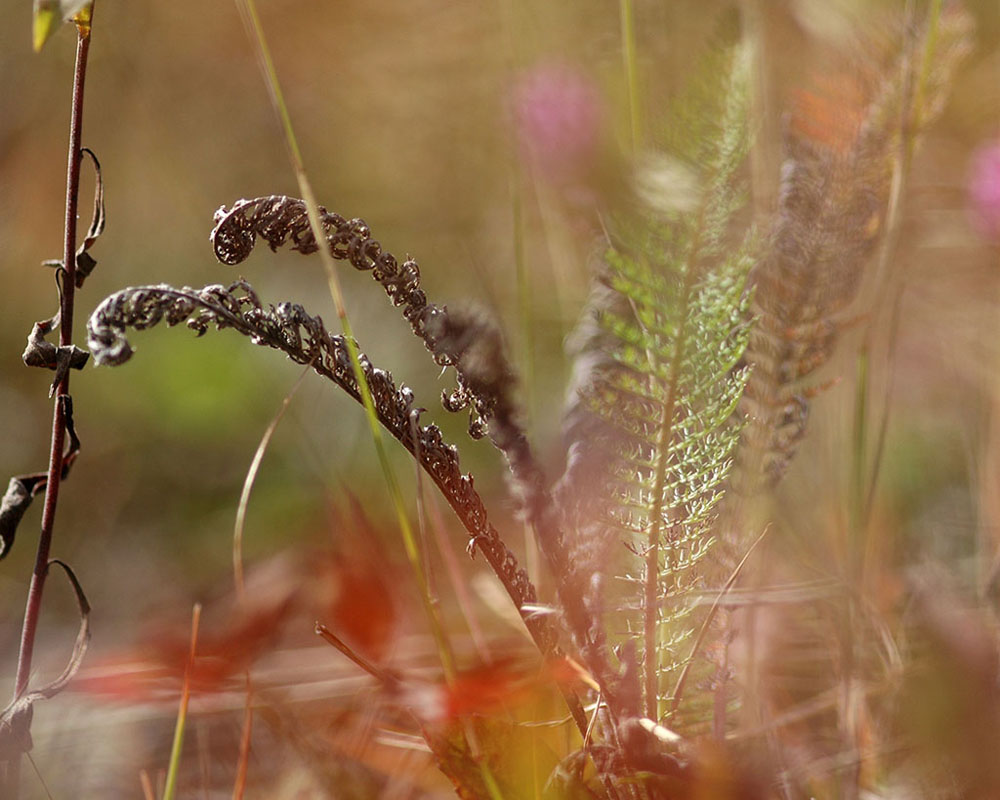 Mountain Grass