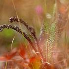 Mountain Grass