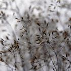 Mountain Grass