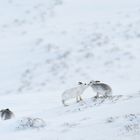 Mountain Hare kiss