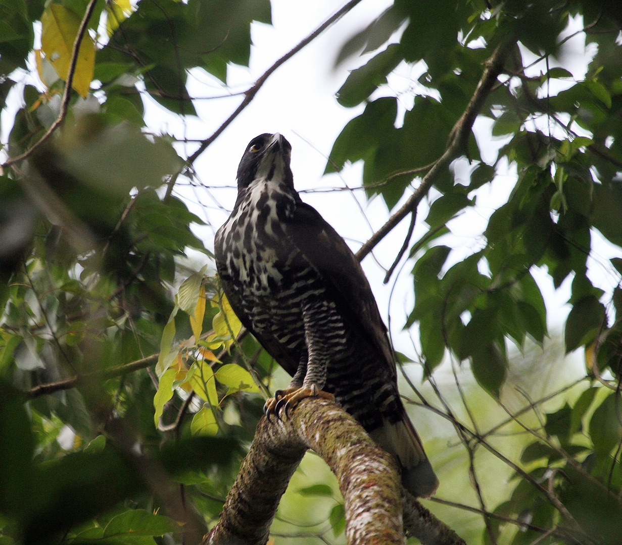 Mountain Hawk Eagle