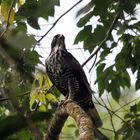 Mountain Hawk Eagle