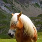 Mountain horse