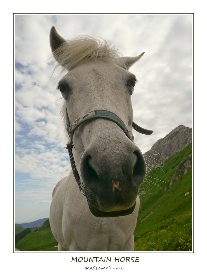 Mountain Horse (Pferd in den Bergen)