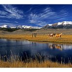 Mountain & Horses