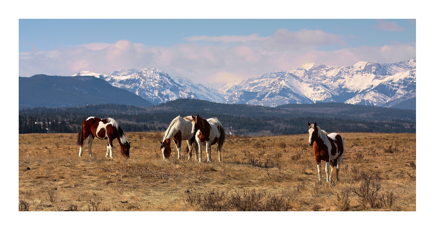 Mountain Horses