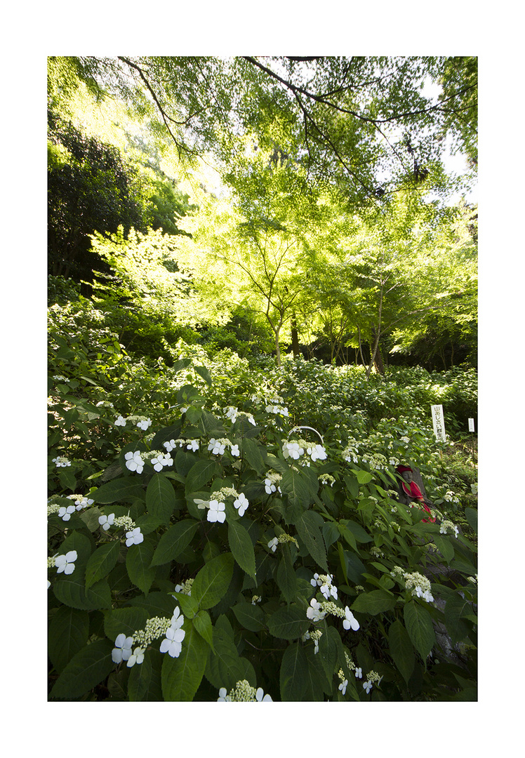 Mountain hydrangea