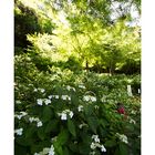 Mountain hydrangea