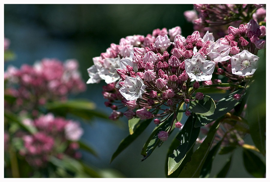 Mountain Laurel ....