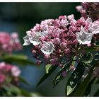 Mountain Laurel ....