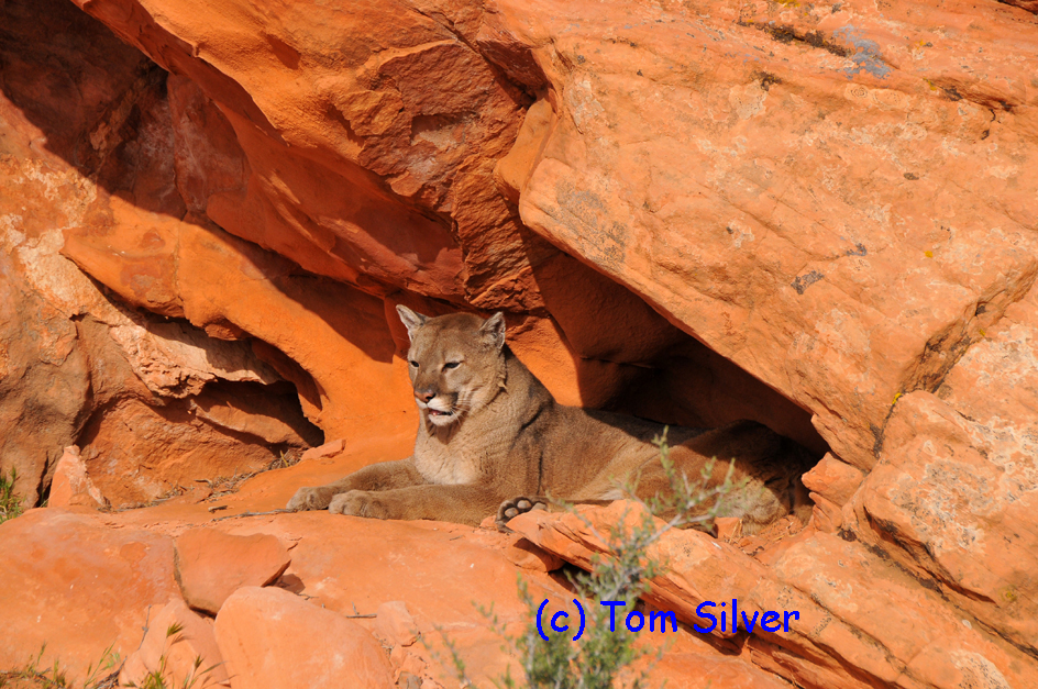 Mountain Lion Resting