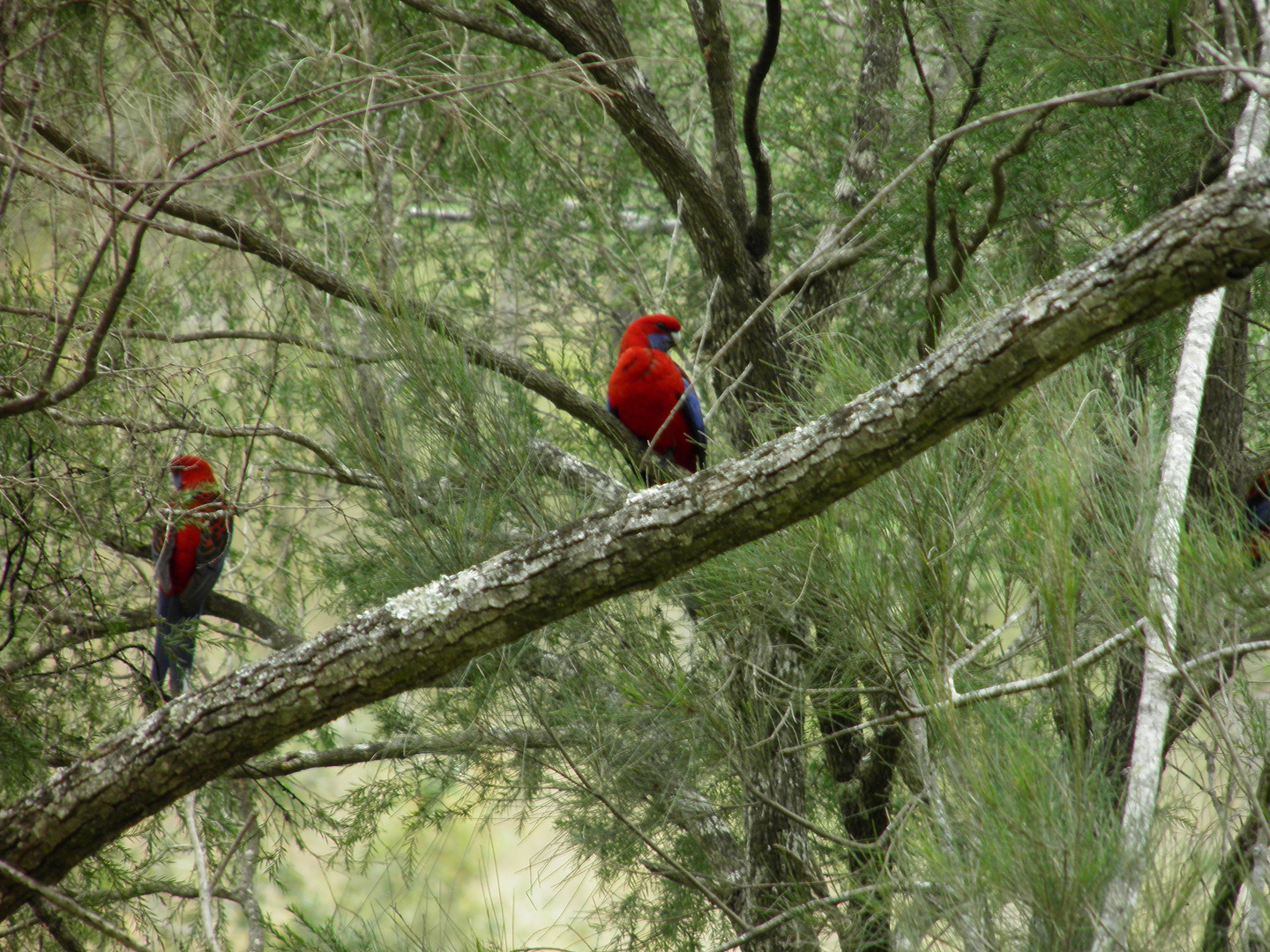 Mountain Lory.