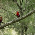 Mountain Lory.