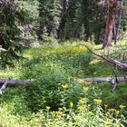 Mountain meadow