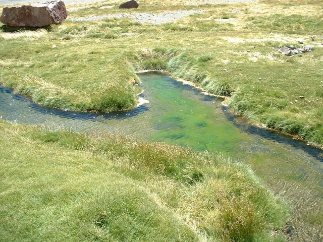 Mountain-meadow stream