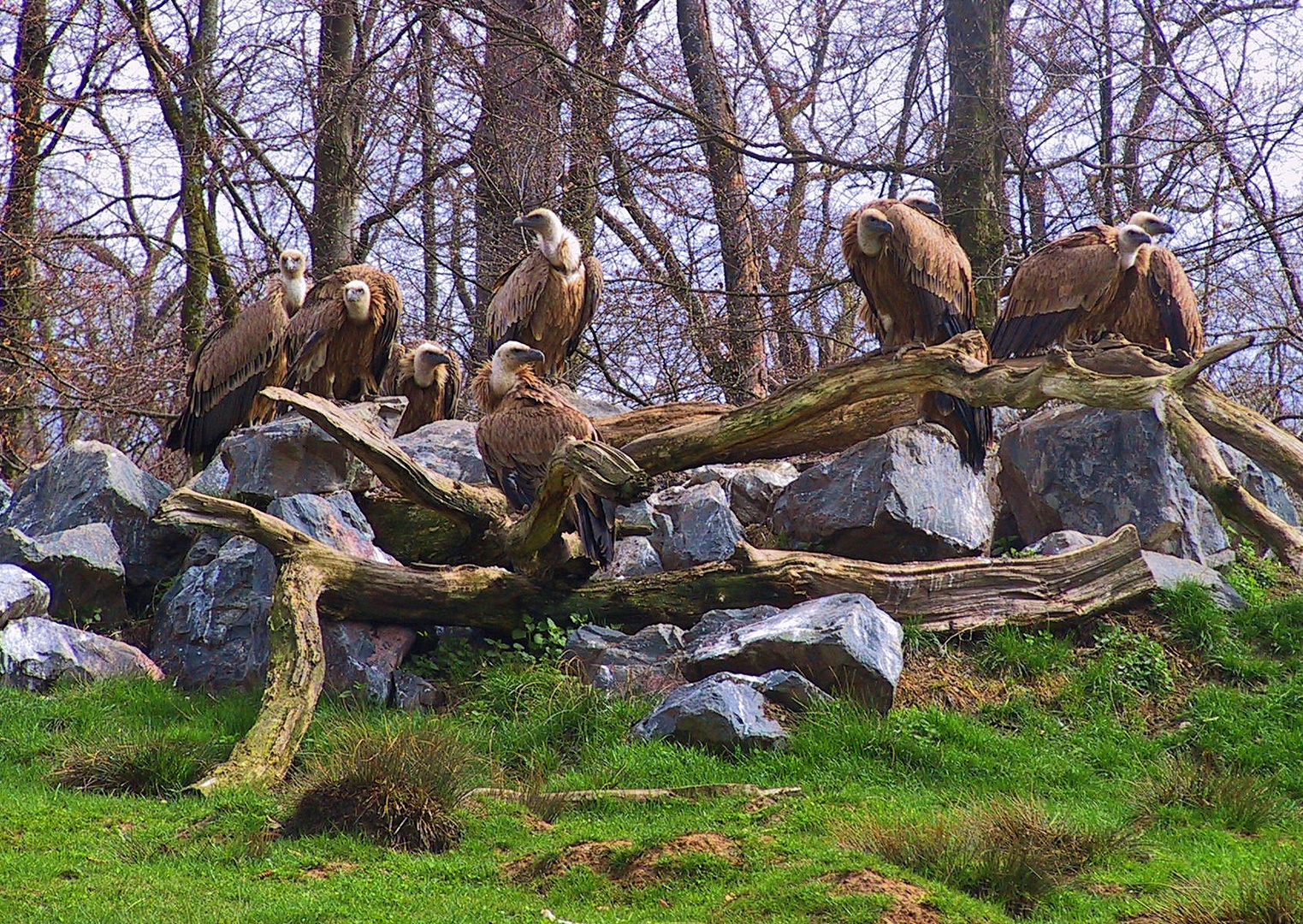 mountain of the vultures - Berg der Geier